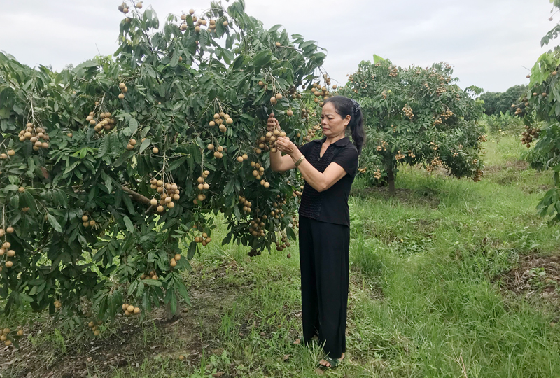  Chi bộ xóm Tân Sinh đã ra nghị quyết tập trung phát triển mạnh cây ăn quả, nâng cao đời sống của người dân.