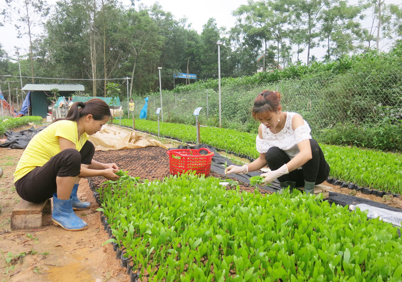  Chi bộ xóm Cây Khế, Đảng bộ xã Yên Đổ, luôn đổi mới nội dung sinh hoạt Chi bộ, tập trung lãnh đạo nhân dân phát triển kinh tế rừng. Trong ảnh: Xuất bán cây giống ở gia đình anh Lương Thành Phương, xóm Cây Khế.
