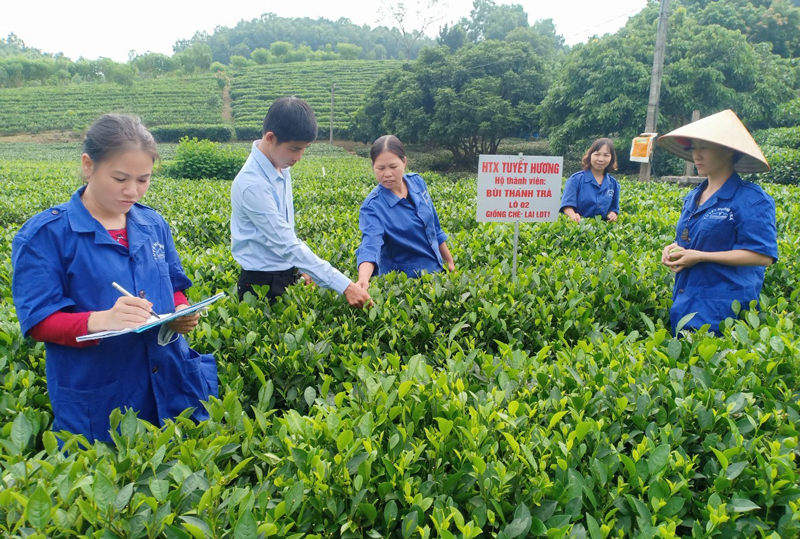  Thành viên Hợp tác xã chè Tuyết Hương, xóm Na Long, xã Hóa Trung (Đồng Hỷ) thu hái chè an toàn.