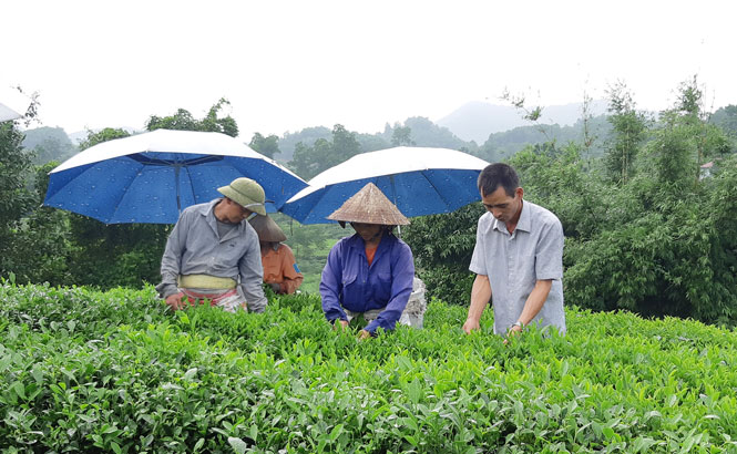  Từ nguồn vốn vay giải quyết việc làm, gia đình ông Vũ Trí Long (xóm 5, thị trấn Sông Cầu) đã có điều kiện chuyển đổi cơ cấu cây trồng, vươn lên làm giàu và tạo việc làm cho nhiều lao động khác ở địa phương.