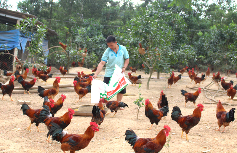  Với việc tuân thủ nghiêm ngặt các tiêu chuẩn, trang trại chăn nuôi 1-1,4 vạn con gà/năm của gia đình anh Nguyễn Đắc Phúc, xóm Bạch Thạch, xã Tân Kim được công nhận trang trại đạt tiêu chuẩn VietGAP năm 2019.
