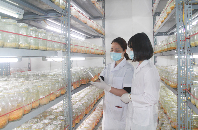  Quá trình nuôi trồng đông trùng hạ thảo được các nhà khoa học, cán bộ Viện Khoa học Sự sống kiểm tra, theo dõi, đánh giá nghiêm ngặt.