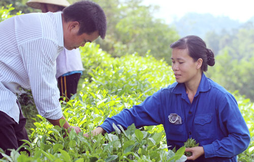  Sản phẩm chè của người dân ở bản Mỏ Ba, xã Tân Long được nhiều người tiêu dùng ưa chuộng. Trong ảnh Gia đình anh Dương Văn Tư, xóm Mỏ Ba thu hái chè. 