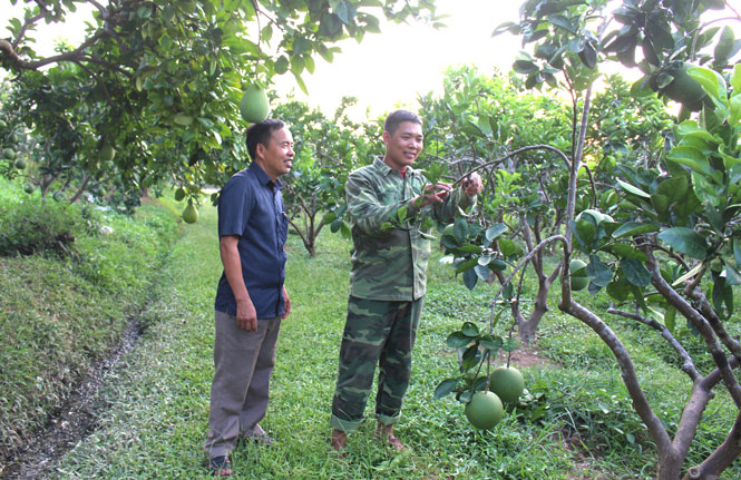  Anh Nguyễn Văn Lợi chia sẻ kinh nghiệm chăm sóc bưởi với đảng viên trong Chi bộ xóm Lân.
