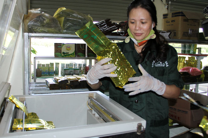 Thời gian qua, HTX Chè Tuyết Hương, xóm Na Long, xã Hóa Trung (Đồng Hỷ) đã được hỗ trợ 1 chiếc máy hút chân khöng, 1 tủ sấy và 1 máy sao chè bằng gas theo chương trình khuyến công địa phương. Ảnh: Kim Ngân