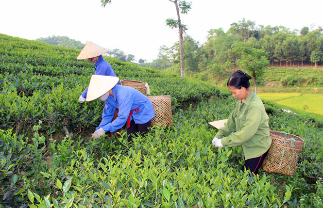  Nông dân xã Trung Lương (Định Hóa) thu hái chè đông