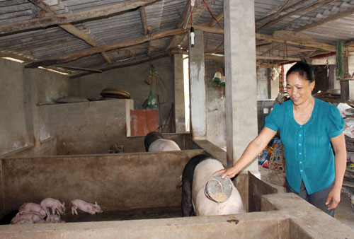     Với mô hình kinh tế chăn nuôi lợn nái, lợn thịt, chị Hảo đã giúp nhiều người trong tổ dân phố giải quyết khó khăn về con giống. 