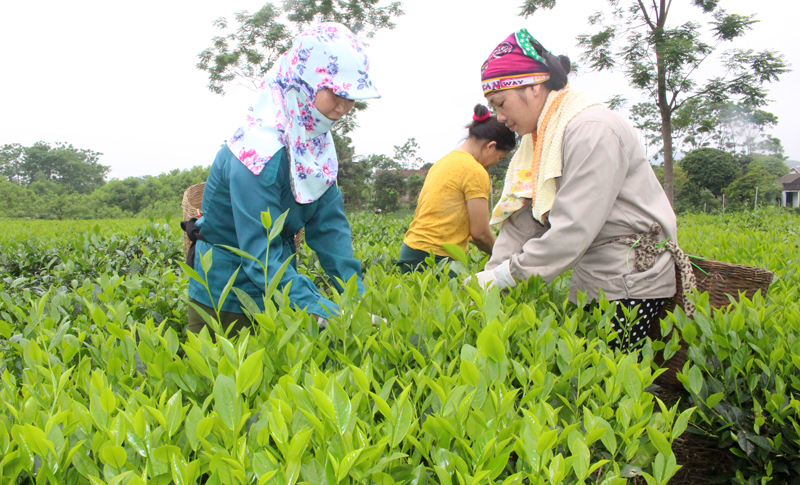  Thành viên Tổ sản xuất chè VietGAP xóm 7, xã Phúc Thuận thu hái chè chính vụ.