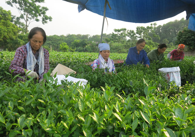  Sau Đại hội Đảng bộ xã, Đảng bộ xã Vô Tranh đã nhanh chóng ổn định tổ chức, hoàn thiện Nghị quyết, lãnh đạo nhân dân phát triển kinh tế - xã hội.
