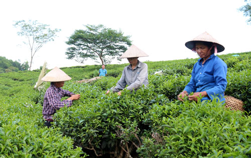  Các thành viên của THT sản xuất chè an toàn Sơn Thắng xã Sơn Phú (Định Hoá) thu hái chè theo hình thức đổi công.   