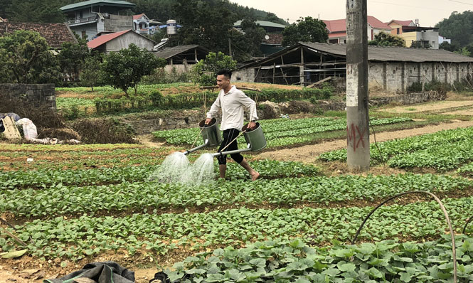 Nhiều hộ dân ở xã Động Đạt đang đầu tư trồng rau an toàn theo tiêu chuẩn VietGAP.