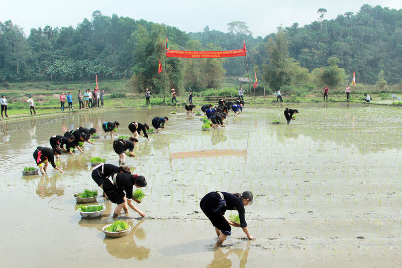 Đại diện các đội tuyển xuất sắc nhất của các xã trong huyện sôi nổi tham gia Hội thi cấy.