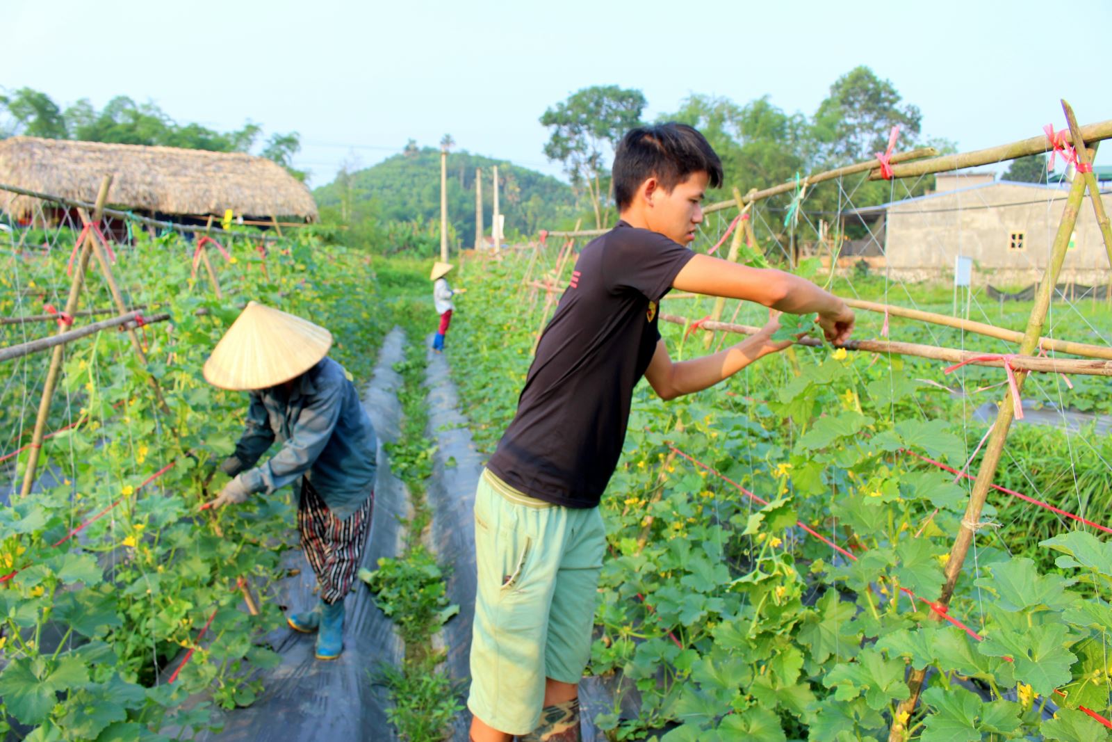  Chàng kỹ sư 9X Hoàng Đình Lập, xóm Phỉnh, xã Phượng Tiến (Định Hóa) chăm sóc mô hình sản xuất rau ăn quả an toàn của mình. 