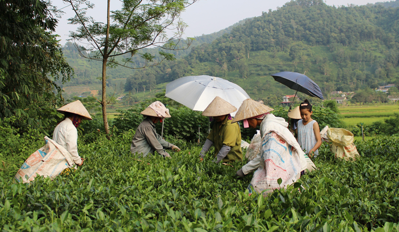  Người dân xã La Bằng (Đại Từ) thu hái chè.