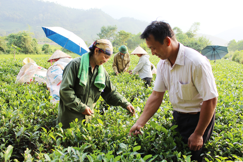  Người dân tích cực chăm sóc nương chè để chuẩn bị tham gia Lễ hội trà.