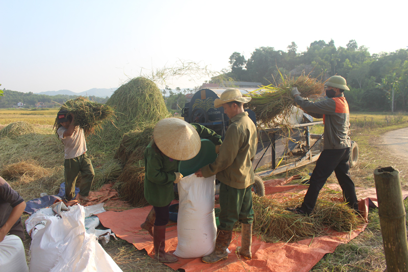  Người dân xã Ôn Lương thu hoạch lúa nếp Vải.