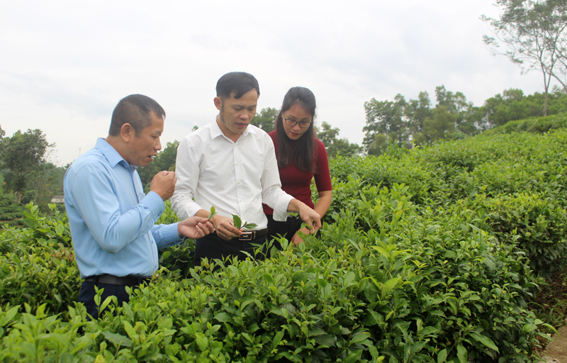  Làng nghề chè xóm Tân Thái, xã Tức Tranh đẩy mạnh công tác chuẩn bị cho Lễ hội vinh danh các làng nghề chè lần thứ 2.
