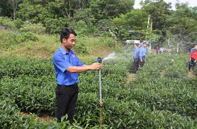 Đoàn viên Trần Văn Hợp, ở xóm Kim Lan, xã Yên Lạc (Phú Lương) giới thiệu về hệ thống tưới nước tự động cho cây chè được Tỉnh đoàn hỗ trợ.