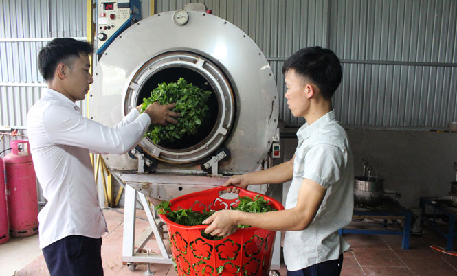  Chế biến chè an toàn tại HTX Chè Hoàng Nông (Đại Từ).