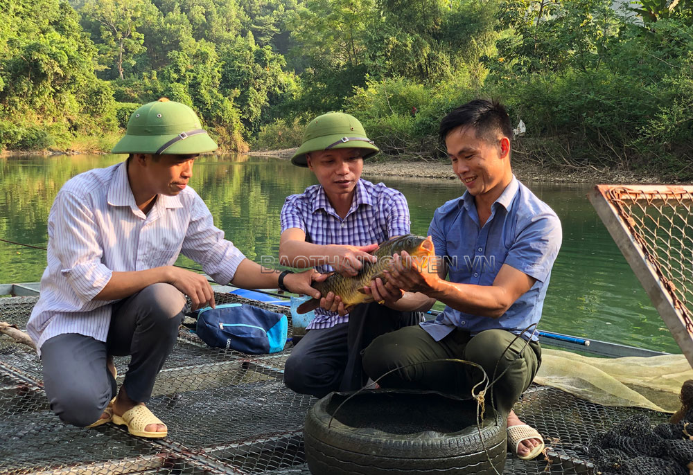  Mô hình nuôi cá chép “giòn” ở xã Thượng Nung cho hiệu quả kinh tế cao.