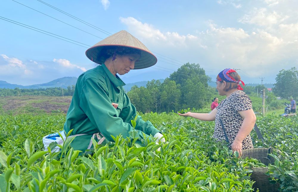  Thi đua sản xuất, kinh doanh giỏi là một trong những phong trào nhằm đánh giá, lựa chọn những quần chúng ưu tú để làm nguồn bồi dưỡng, kết nạp Đảng. Trong ảnh: Phụ nữ xã Thành Công thu hái chè vụ Đông.