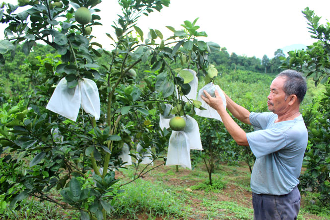  Mô hình trồng cây ăn quả trên đất đồi rừng của gia đình ông Nguyễn Duy Hòa, xóm Đồng Ninh, xã Bản Ngoại (Đại Từ) hiện cho thu nhập trên 500 triệu đồng/năm.