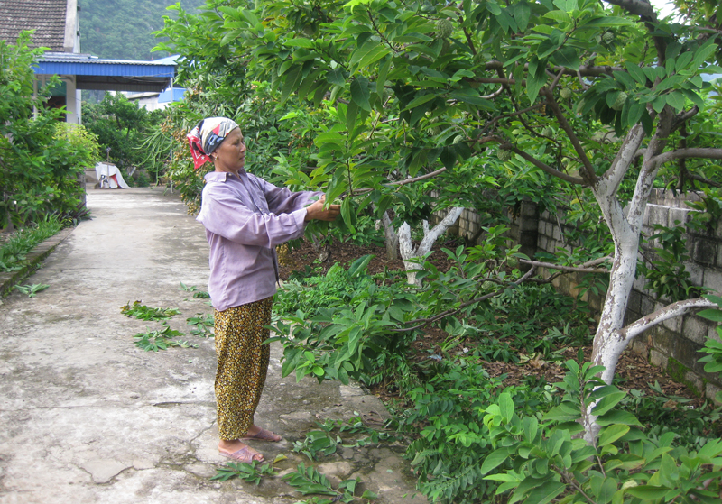  Từ trồng cây ăn quả như na, nhãn, mỗi năm bà Phạm Thị Tĩnh, người cao tuổi ở xóm Hiên Minh, La Hiên (Võ Nhai) có thu nhập từ 200 đến 250 triệu đồng.