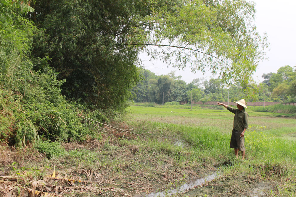  Diện tích lúa của gia đình ông Nguyễn Văn Khoa bị nước thải từ trang trại chăn nuôi ngấm xuống nên không được thu hoạch.