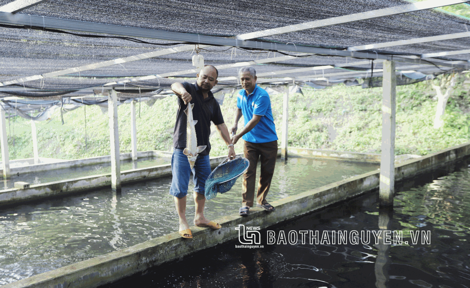 Mô hình nuôi cá tầm, cá chép giòn tại xóm Đồng Chuối được xã Dân Tiến định hướng nhân rộng, tạo cơ hội phát triển kinh tế cho người dân.