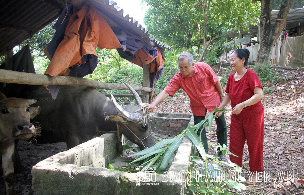  Ông Nguyễn Minh Hiến thăm mô hình nuôi trâu của gia đình bà Nguyễn Thị Nhãn.