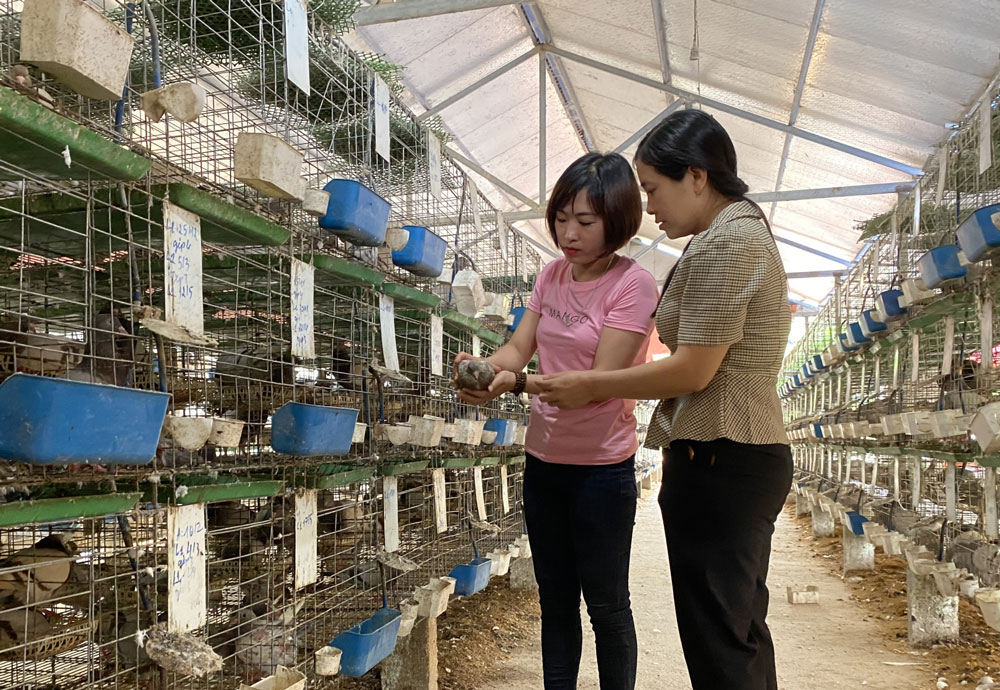 Chị Lệ (bên trái) trao đổi kinh nghiệm nuôi chim bồ câu Pháp với hội viên phụ nữ xã Hóa Trung.