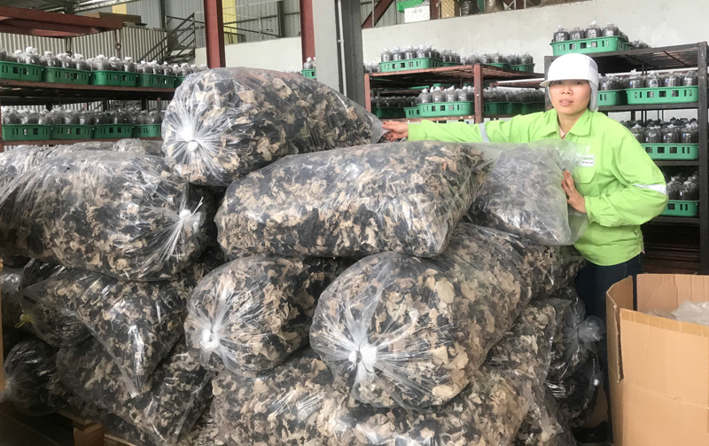  Công nhân Công ty TNHH công nghệ sinh học Phú Gia, thị trấn Hùng Sơn (Đại Từ) luôn được trang bị đầy đủ bảo hộ lao động khi làm việc.