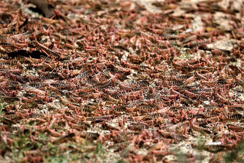  Châu chấu bâu kín mặt đất ở Kenya, cuối năm 2019.