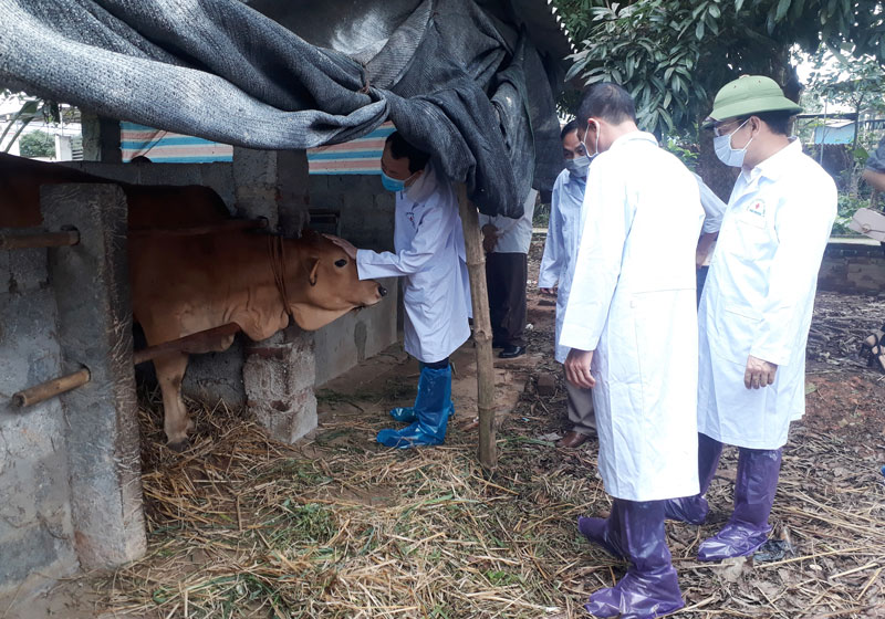  Các thành viên Đoàn công tác hướng dẫn người chăn nuôi các biện pháp phòng, chống dịch viêm da nổi cục trên trâu bò.