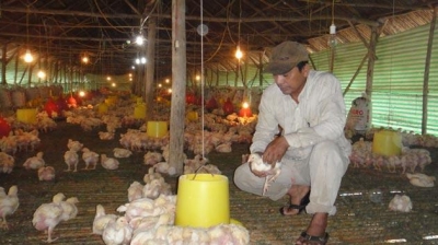  Người chăn nuôi gia cầm ở Đồng Nai đang bế tắc đầu ra.