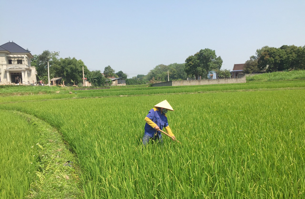  Bà con xóm Giữa, xã Xuân Phương (Phú Bình) làm cỏ, chăm sóc lúa xuân.