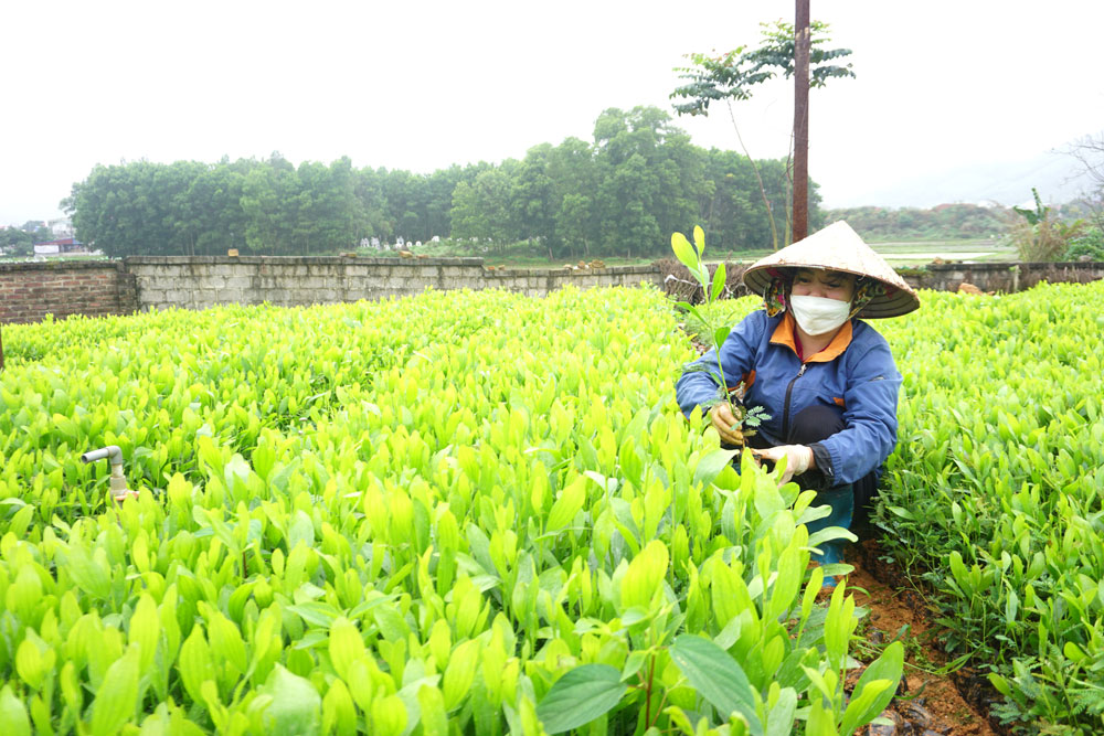  Công nhân Công ty Lâm nghiệp Thái Nguyên chăm sóc, đảo bầu cây keo giống.