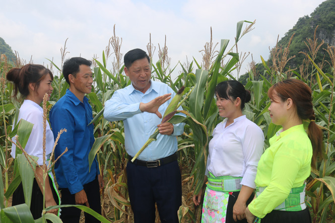 Ông Trần Văn Hồ, Trưởng bản Lân Quan (người đứng giữa) trao đổi kinh nghiệm trồng ngô lai cùng đồng bào trong bản. 