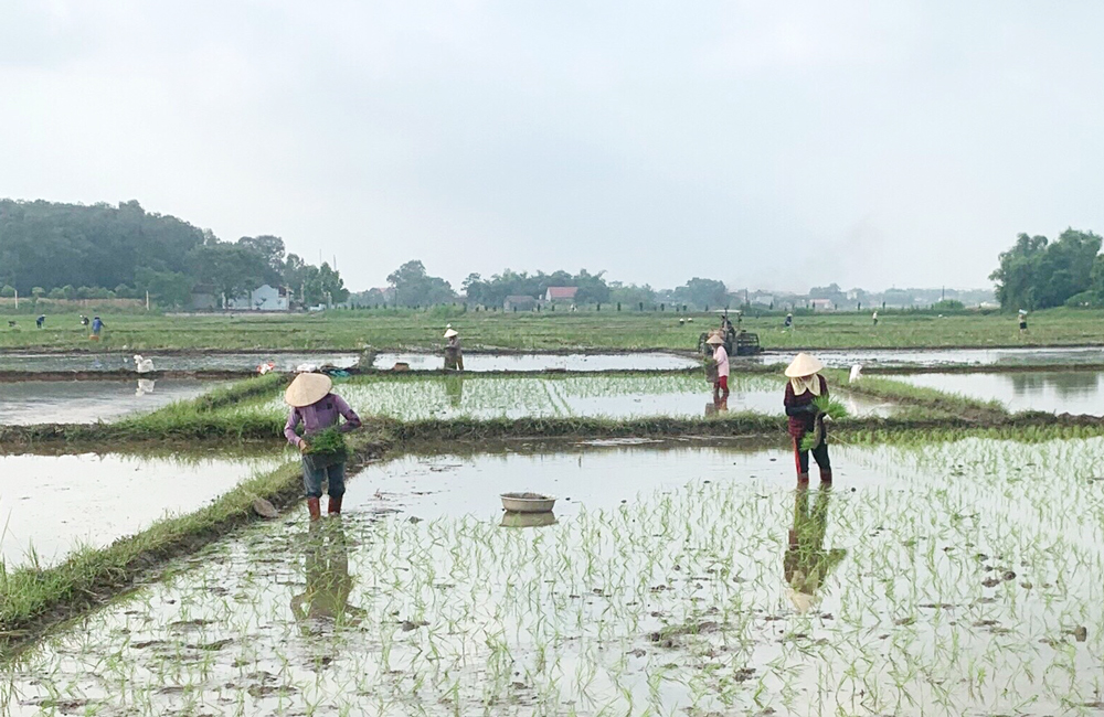 Người dân xã Dương Thành (Phú Bình) gieo cấy lúa mùa giống J02. Ảnh: Tư liệu