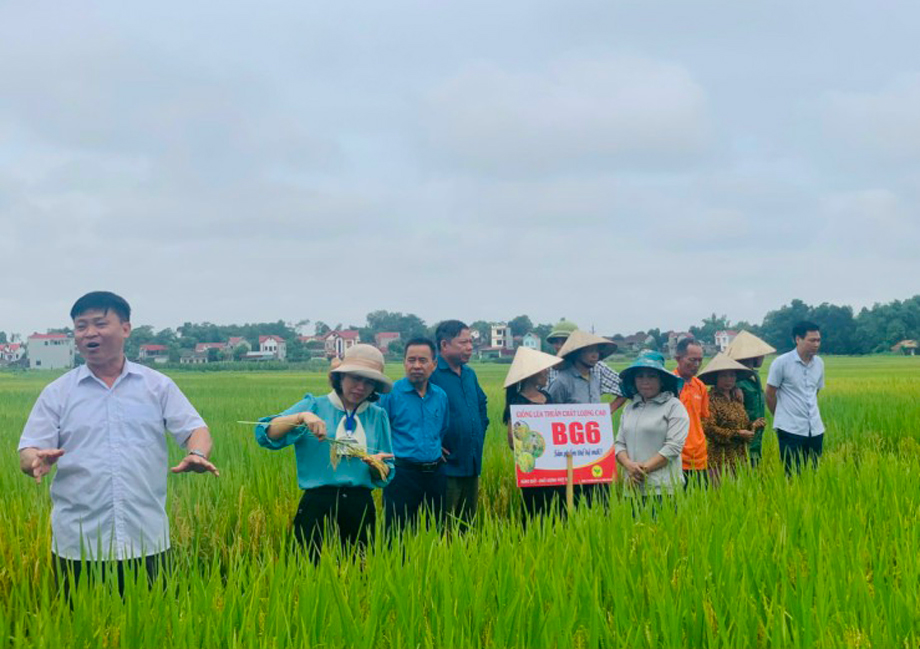  Trung tâm dịch vụ nông nghiệp huyện Phú Bình phối hợp với xã Lương Phú tổ chức đánh giá năng suất giống lúa BG6.