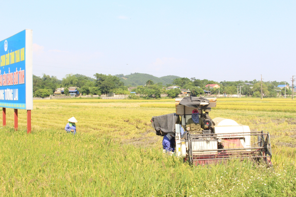 Người dân xã Cù Vân thu hoạch lúa xuân.