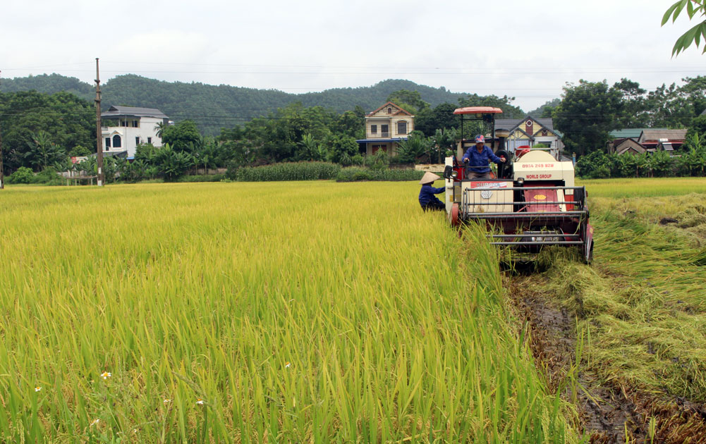  Người dân xóm 1, xã Cù Vân (Đại Từ) thu hoạch lúa mùa.  