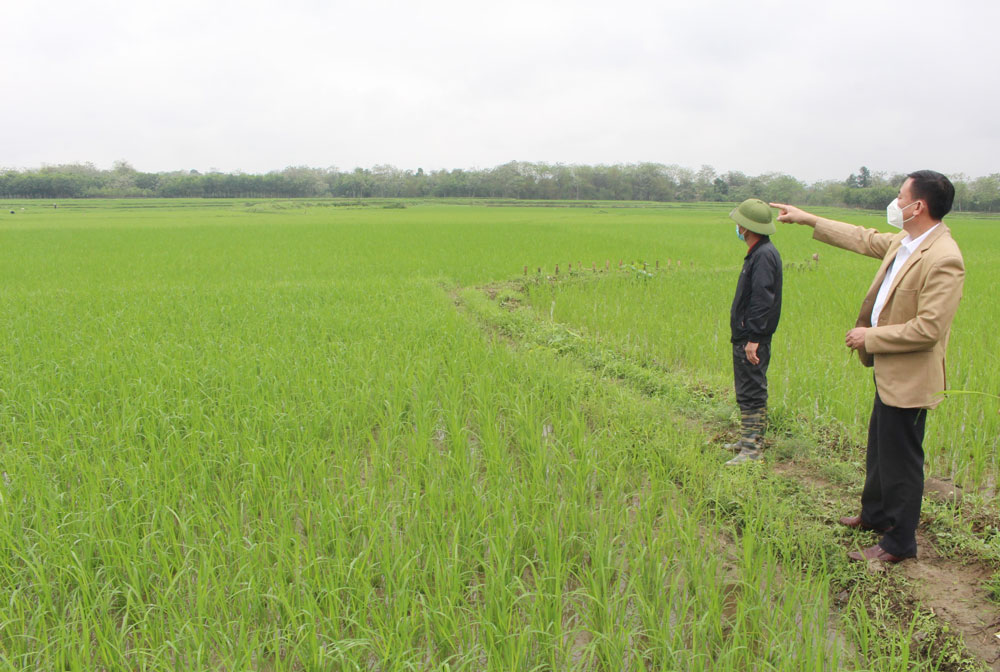  Cán bộ Trung tâm Dịch vụ nông nghiệp huyện Đại Từ cùng nông dân thăm đồng, kiểm tra sự sinh trưởng của cây lúa.