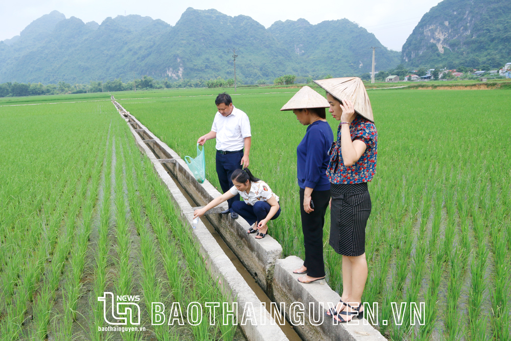 Ngành chức năng của tỉnh kiểm tra thực tế tại cánh đồng trồng lúa J02 ở xã Tân Dương (Định Hóa).