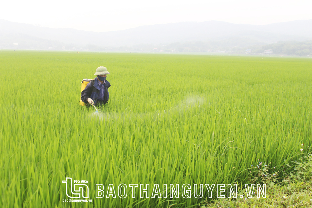 Hiện nay, diện tích lúa chất lượng cao ở xã Phấn Mễ chiếm trên 60% tổng diện tích gieo cấy.