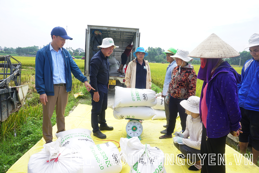 Chi nhánh vật tư nông nghiệp Phổ Yên (Công ty CP Vật tư nông nghiệp Thái Nguyên) thu mua thóc tươi của bà con xóm 12, xã Minh Đức ngay tại ruộng với giá cao hơn thị trường 10%.