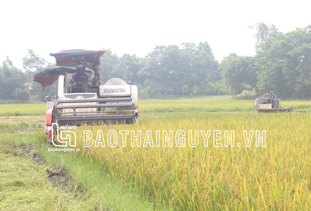  Nông dân phường Bách Quang (TP. Sông Công) sử dụng máy gặt đập liên hoàn thu hoạch lúa vụ xuân năm 2022.