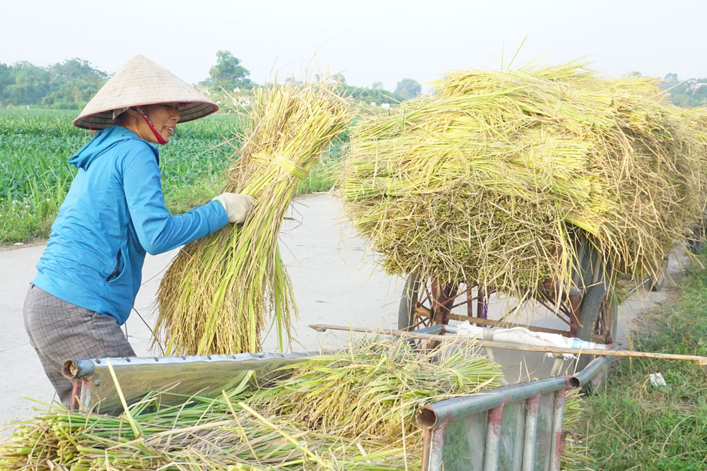  Bà con xã Điềm Thụy (Phú Bình) thu hoạch lúa mùa.