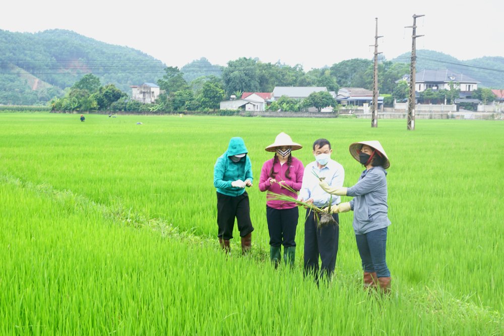  Cán bộ Chi cục Trồng trọt và Bảo vệ thực vật kiểm tra, đánh giá tình hình sâu bệnh gây hại lúa mùa tại cánh đồng xã Cù Vân (Đại Từ).
