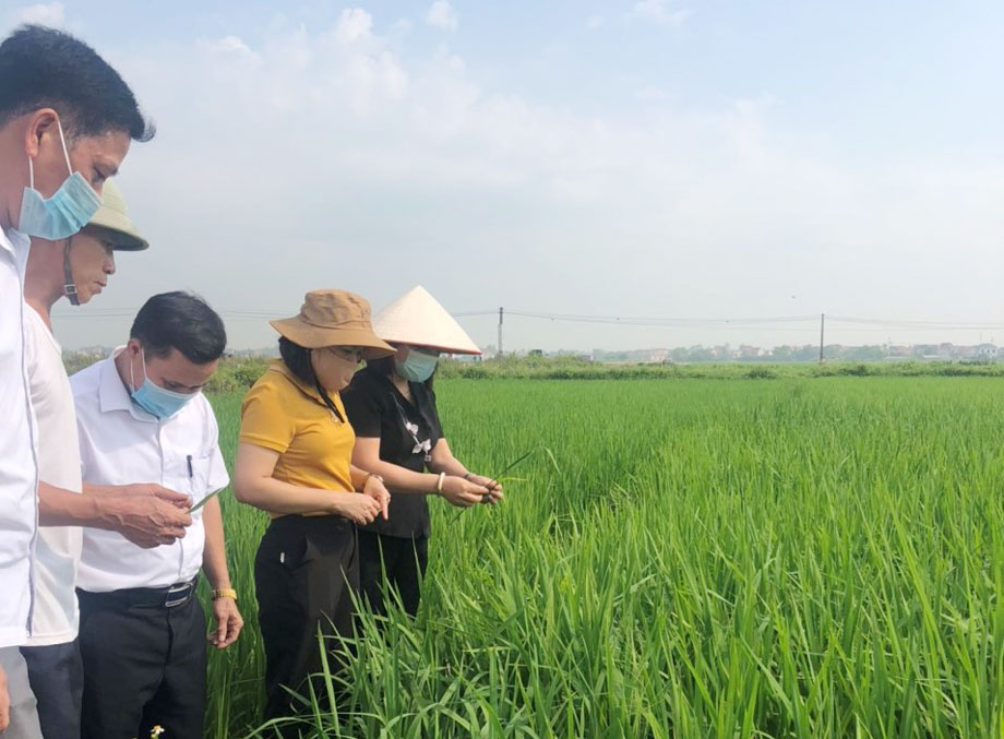 Lãnh đạo UBND huyện Phú Bình thăm, kiểm tra diện tích trồng lúa nếp Thầu Dầu ở xã Úc Kỳ.